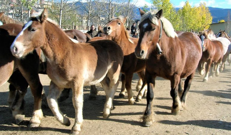 Moren 15 cavalls en ser empaitats per tres gossos als Pallars Sobirà
