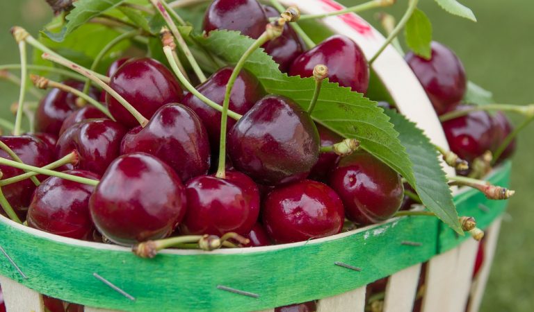 Cerima Cherries, les cireres de la Ribera de l’Ebre que no tastem a Catalunya