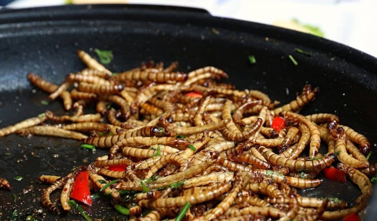 L’Agència per la Seguretat Alimentària aprova per primer cop el consum d’un insecte