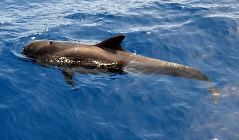 Sorprenents imatges de les balenes i dofins que visiten la costa del Garraf