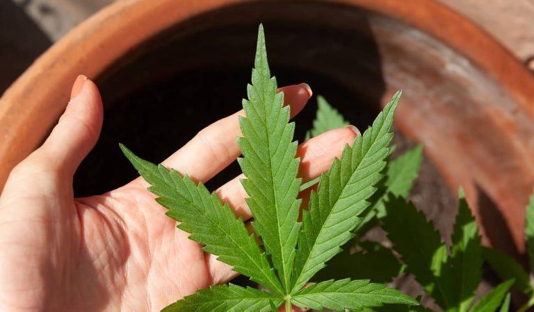 ERC presenta una proposta de llei per legalitzar la venda i el consum de marihuana