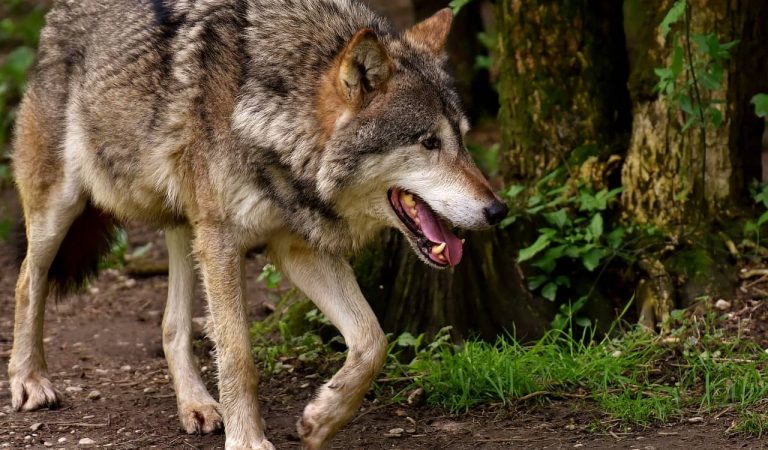 Capten per primer cop una imatge d’un llop al Pallars Sobirà