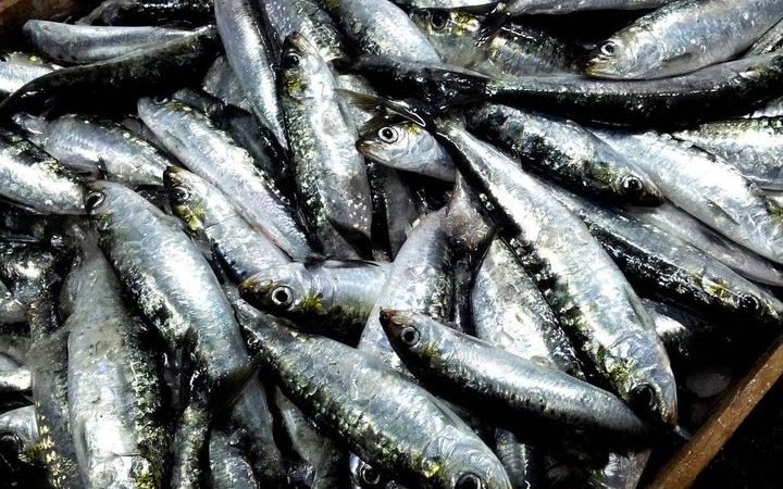 Més de la meitat de les sardines i seitons capturades al Mediterrani contenen microplàstics