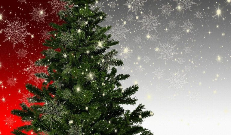 Per què per Nadal decorem un Avet i no un altre arbre? Origen d’aquesta tradició.