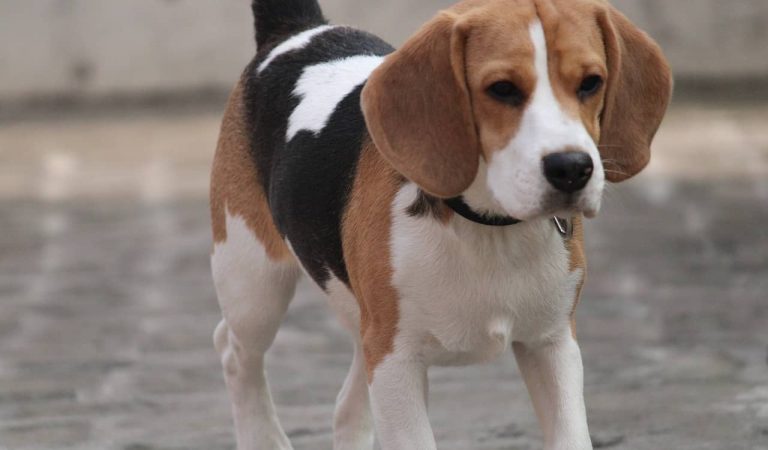 Centenars de persones es manifesten a Barcelona contra els experiments amb els cadells de beagles.