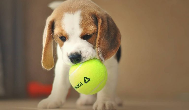 38 cadells de Beagle seran sacrificats després d’un experiment de la Universitat de Barcelona