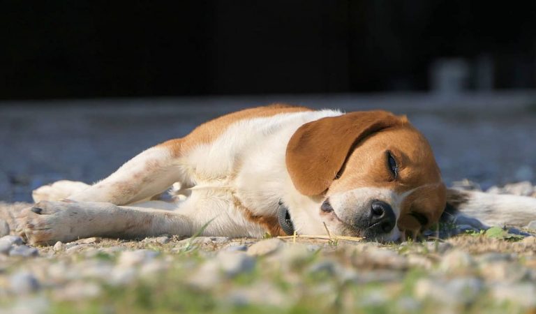 La Justícia desestima el recurs presentat per entitats animalistes per aturar l’experiment amb els cadells de beagle.
