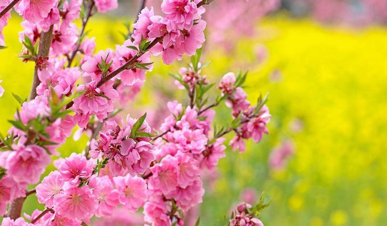 Arriba el mes de març i amb ell els camps florits del Segrià – La ruta d’Alcarràs Florit