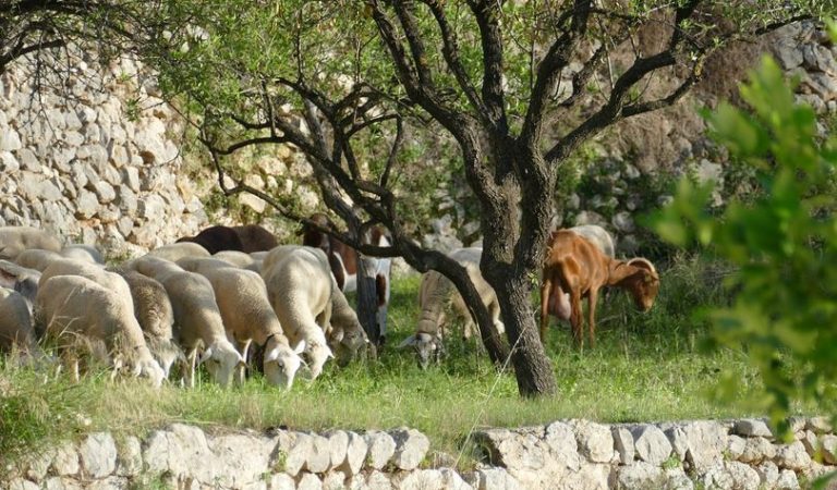 Troben diverses fosses d’ovelles i cabres a la llera del riu Besòs