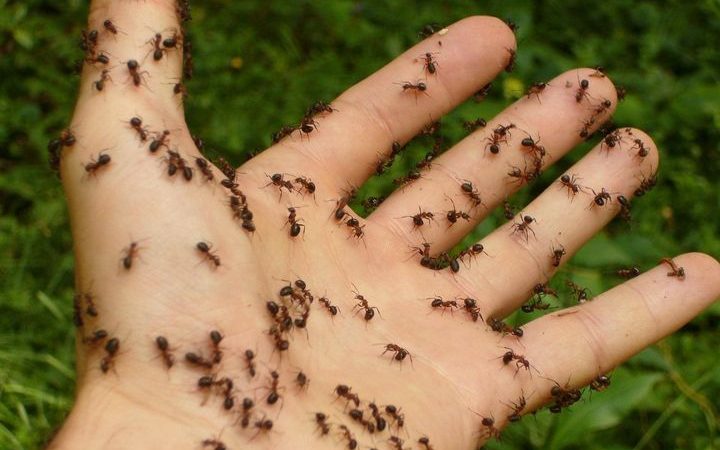 Com eliminar les formigues de casa o el jardí sense pesticides ni tòxics