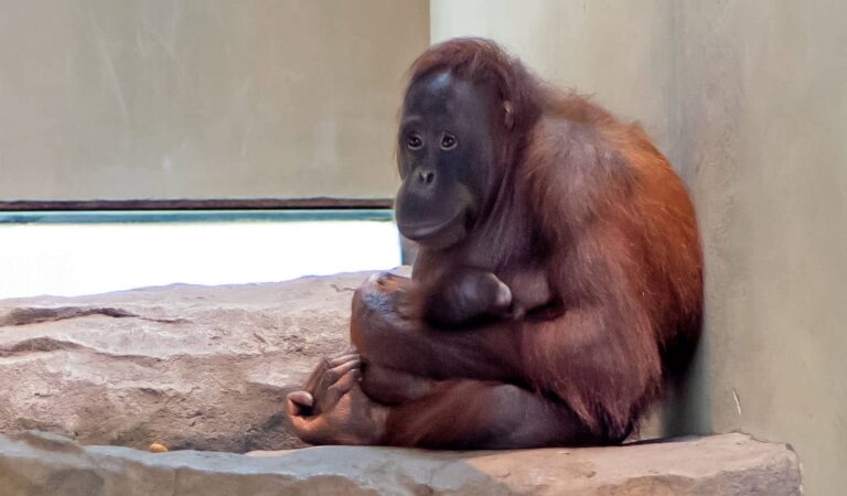 Nou inquilí al Zoo de Barcelona. Els orangutans Jawi i Karl han estat pares.