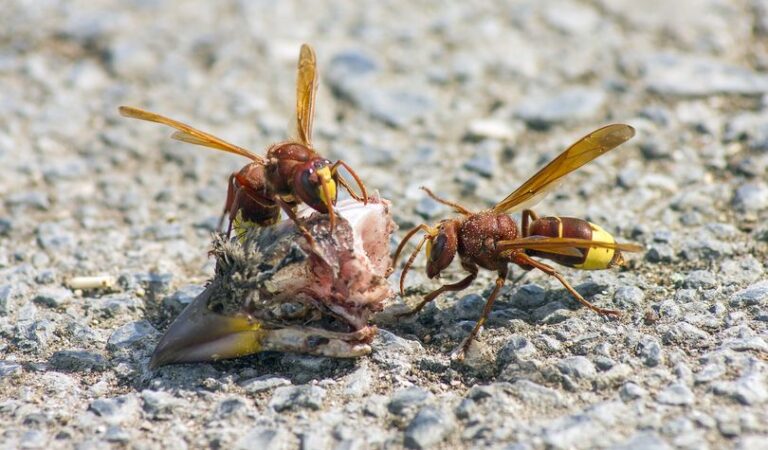 Troben a Catalunya els primers exemplars d’una nova espècie invasora: la vespa oriental.